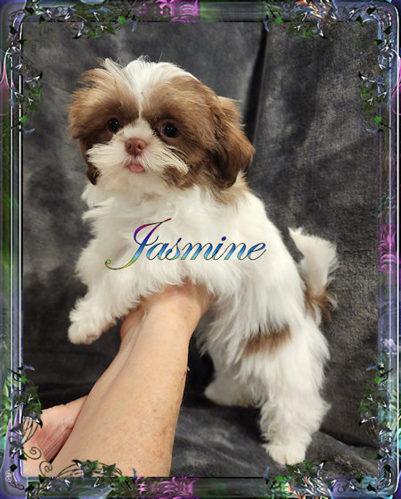 Tiny little female chinese imperial shih tzu puppies for sale teacup